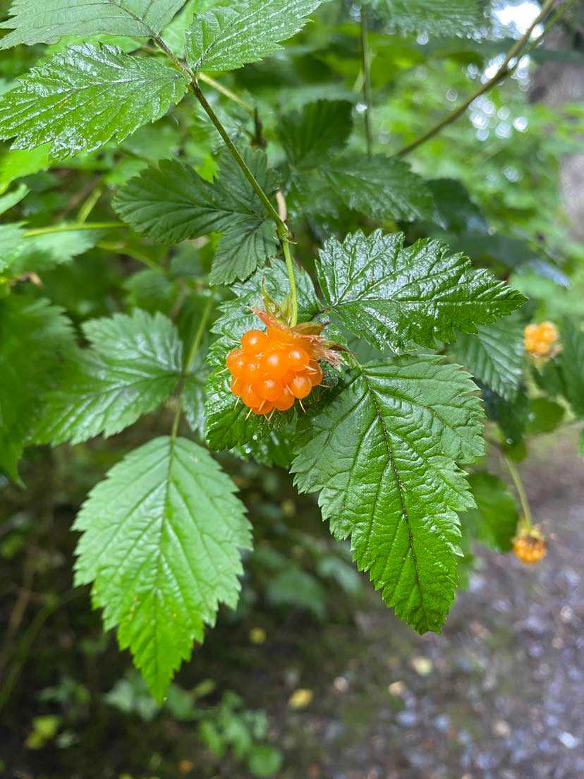 Salmonberry Plant