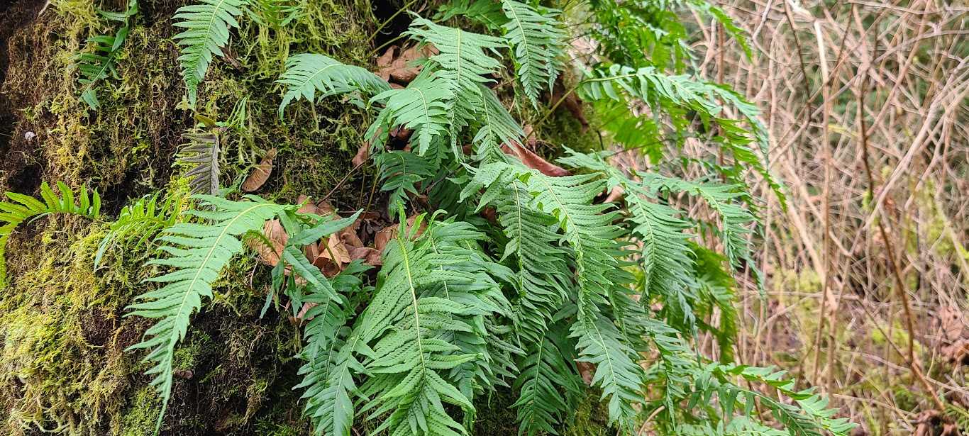 Harvesting and Storing Seeds Fern Spores Flora for Fauna